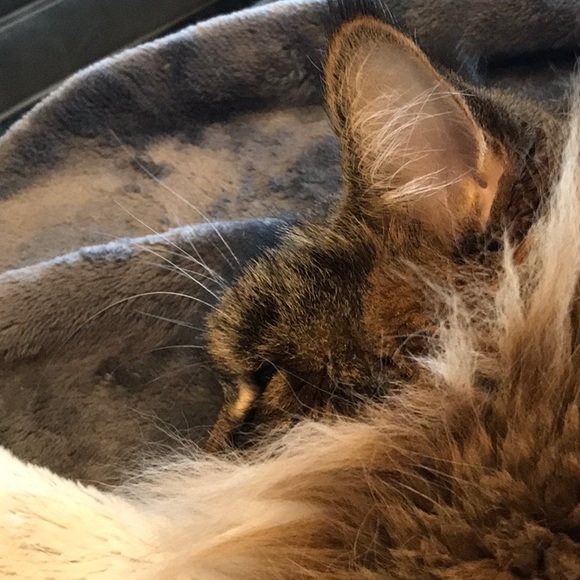 Meet your Posher, Carolyn - Picture 1 of 1